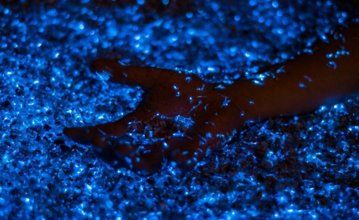 BIOLUMINESCENCE PLANKTONS Night Trips Phang Nga Bay - Phuket Sail Tours - Family Friendly Boat Trips From Phuket