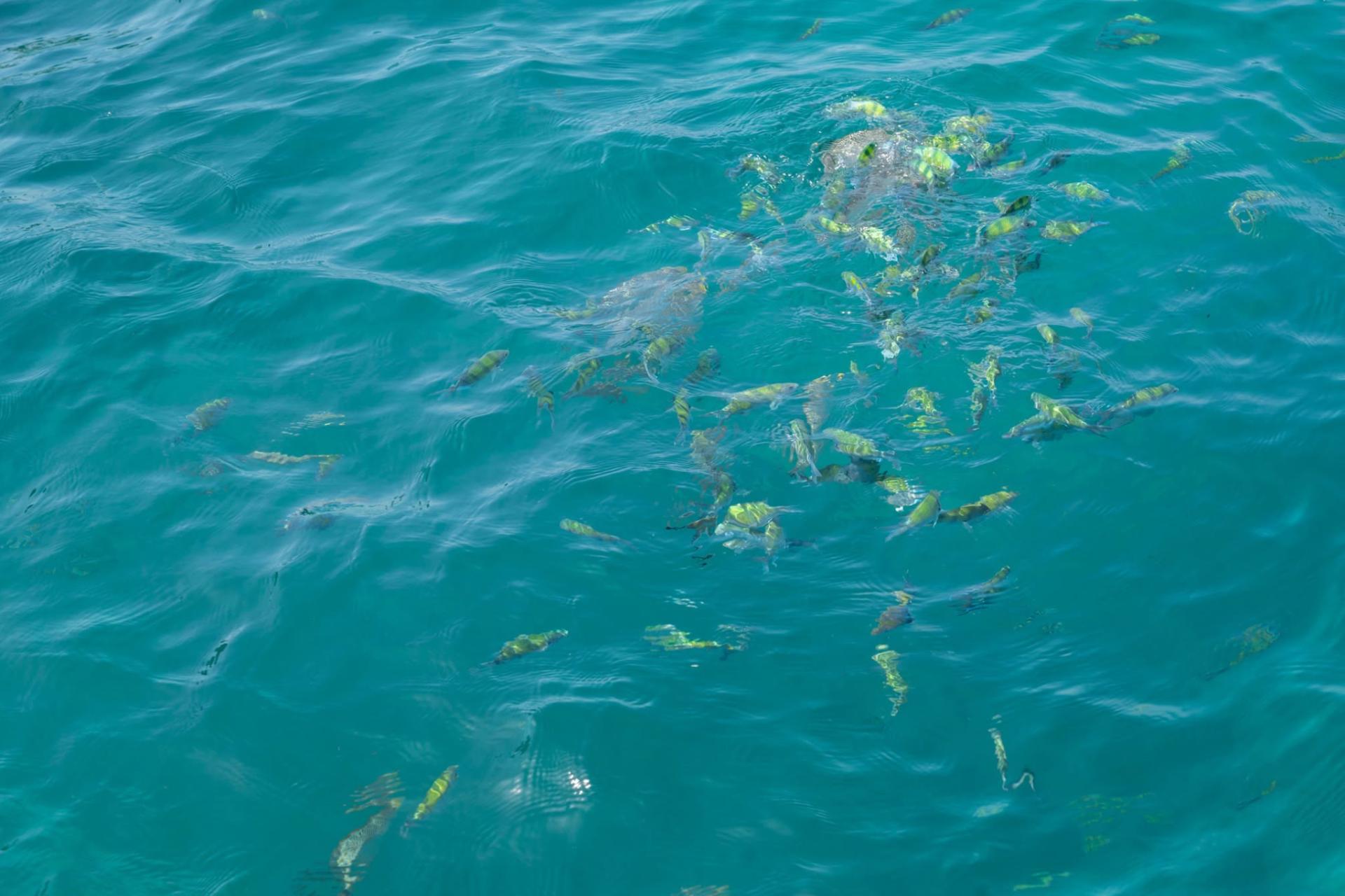 Marine Life Guide — What to Spot Snorkelling